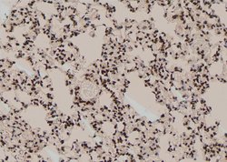 Invitrogen Phospho-GLI3 (Ser664) Polyclonal Antibody 100 μL; Unconjugated:Antibodies,