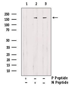 Invitrogen Phospho-GLI3 (Ser664) Polyclonal Antibody 100 μL; Unconjugated:Antibodies,