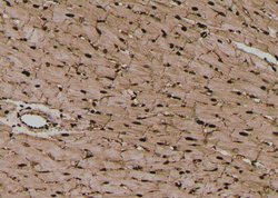 Invitrogen Phospho-SOX2 (Ser249, Ser250) Polyclonal Antibody 100 μL;