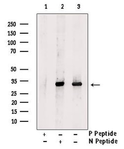 Invitrogen Phospho-SOX2 (Ser249, Ser250) Polyclonal Antibody 100 μL;