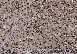 Invitrogen Phospho-Claudin 7 (Tyr210) Polyclonal Antibody 100 &mu;L; Unconjugated:Antibodies,