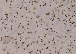 Invitrogen Phospho-Claudin 7 (Tyr210) Polyclonal Antibody 100 &mu;L; Unconjugated:Antibodies,