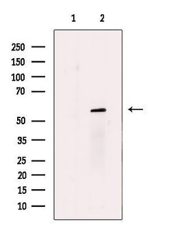 Invitrogen N-WASP Polyclonal Antibody 100 μL; Unconjugated:Antibodies,