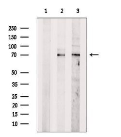 Invitrogen N-WASP Polyclonal Antibody 100 μL; Unconjugated:Antibodies,