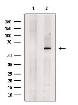 Invitrogen SLC22A8 Polyclonal Antibody 100 &mu;L; Unconjugated:Antibodies,