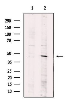 Invitrogen SETD8 Polyclonal Antibody 100 &mu;L; Unconjugated:Antibodies,