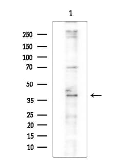 Invitrogen SETD8 Polyclonal Antibody 100 &mu;L; Unconjugated:Antibodies,