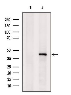 Invitrogen SETD8 Polyclonal Antibody 100 &mu;L; Unconjugated:Antibodies,