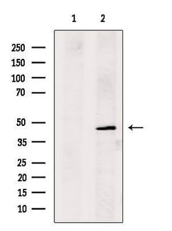 Invitrogen HFE2 Polyclonal Antibody 100 &mu;L; Unconjugated:Antibodies,