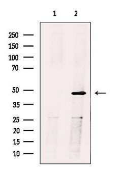 Invitrogen HFE2 Polyclonal Antibody 100 &mu;L; Unconjugated:Antibodies,