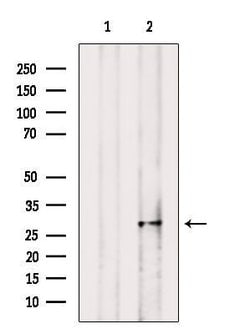 Invitrogen MPZL1 Polyclonal Antibody 100 &mu;L | Buy Online | Invitrogen&trade; | Fisher Scientific
