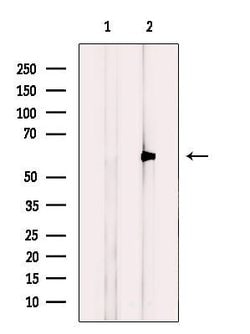 Invitrogen OXSR1 Polyclonal Antibody 100 &mu;L | Buy Online | Invitrogen&trade; | Fisher Scientific