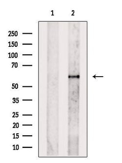 Invitrogen HCK Polyclonal Antibody 100 &mu;L; Unconjugated:Antibodies,