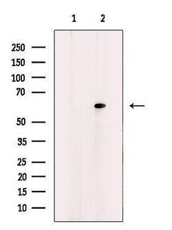 Invitrogen HCK Polyclonal Antibody 100 &mu;L; Unconjugated:Antibodies,