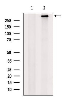 Invitrogen BRCA2 Polyclonal Antibody 100 &mu;L | Buy Online | Invitrogen&trade; | Fisher Scientific