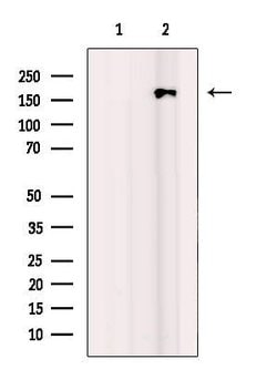 BCL9L Polyclonal Antibody:Antibodies, Polyclonal
