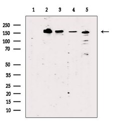 BCL9L Polyclonal Antibody:Antibodies, Polyclonal