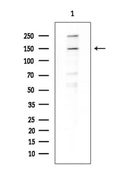 BCL9L Polyclonal Antibody:Antibodies, Polyclonal