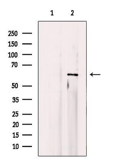Invitrogen MAPK15 Polyclonal Antibody 100 &mu;L; Unconjugated:Antibodies,
