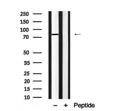 Invitrogen REPS1 Polyclonal Antibody 100 &mu;L; Unconjugated:Antibodies,