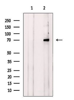 Invitrogen DNAJC2 Polyclonal Antibody 100 &mu;L; Unconjugated:Antibodies,
