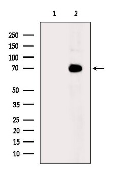 Invitrogen DNAJC2 Polyclonal Antibody 100 &mu;L; Unconjugated:Antibodies,
