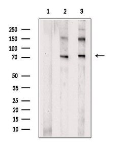 Invitrogen DNAJC2 Polyclonal Antibody 100 &mu;L; Unconjugated:Antibodies,