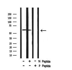 Invitrogen Phospho-BACE1 (Ser498) Polyclonal Antibody 100 μL; Unconjugated:Antibodies,