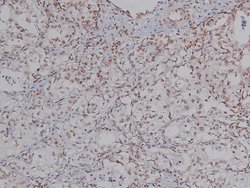 Invitrogen Phospho-CtIP (Ser327) Polyclonal Antibody 100 μL; Unconjugated:Antibodies,