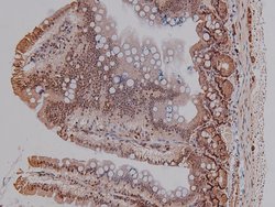 Invitrogen Phospho-CtIP (Ser327) Polyclonal Antibody 100 μL; Unconjugated:Antibodies,