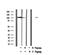 Invitrogen Phospho-CtIP (Ser327) Polyclonal Antibody 100 μL; Unconjugated:Antibodies,