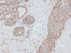 Invitrogen Phospho-DNA-PK (Thr2609) Polyclonal Antibody 100 &mu;L; Unconjugated:Antibodies,