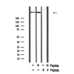 Invitrogen Phospho-DNA-PK (Thr2609) Polyclonal Antibody 100 &mu;L; Unconjugated:Antibodies,