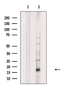 Invitrogen Phospho-MYL9 (Thr19, Ser20) Polyclonal Antibody 100 &mu;L; Unconjugated:Anticorps,