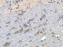 Invitrogen Phospho-NFATC1 (Ser294) Polyclonal Antibody 100 &mu;L; Unconjugated:Antibodies,