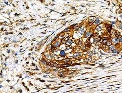 Invitrogen Phospho-NFATC1 (Ser294) Polyclonal Antibody 100 &mu;L; Unconjugated:Antibodies,