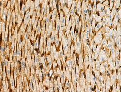 Invitrogen Phospho-NFATC1 (Ser294) Polyclonal Antibody 100 &mu;L; Unconjugated:Antibodies,