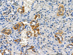 Invitrogen Phospho-NFATC1 (Ser294) Polyclonal Antibody 100 &mu;L; Unconjugated:Antibodies,