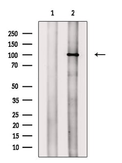Invitrogen Phospho-NFATC1 (Ser294) Polyclonal Antibody 100 &mu;L; Unconjugated:Antibodies,