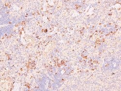 Invitrogen Phospho-NFkB p105 (Ser923) Polyclonal Antibody 100 &mu;L; Unconjugated:Antibodies,