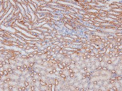 Invitrogen Phospho-NFkB p105 (Ser923) Polyclonal Antibody 100 &mu;L; Unconjugated:Antibodies,
