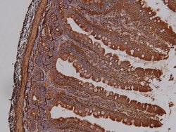 Invitrogen Phospho-PKA alpha (Ser339) Polyclonal Antibody 100 &mu;L | Buy Online | Invitrogen&trade; | Fisher Scientific