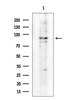 Invitrogen Phospho-VAV1 (Tyr160) Polyclonal Antibody 100 &mu;L | Buy Online | Invitrogen&trade; | Fisher Scientific