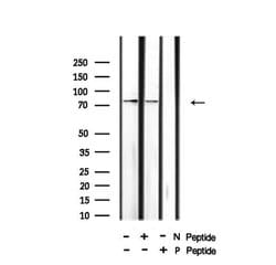 Invitrogen Phospho-HSL (Ser660) Polyclonal Antibody 100 &mu;L; Unconjugated:Antibodies,
