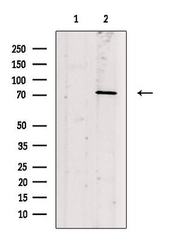 Invitrogen Phospho-PKC beta (Ser661) Polyclonal Antibody 100 &mu;L; Unconjugated:Antibodies,