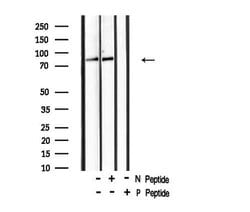 Invitrogen Phospho-TLK1 (Ser741) Polyclonal Antibody 100 &mu;L; Unconjugated:Antibodies,