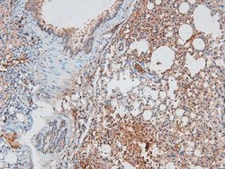 Invitrogen Phospho-B-Myb (Thr494) Polyclonal Antibody 100 &mu;L; Unconjugated:Antibodies,