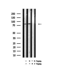 Invitrogen Phospho-B-Myb (Thr494) Polyclonal Antibody 100 &mu;L; Unconjugated:Antibodies,