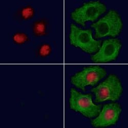 Invitrogen Phospho-MAX (Ser11) Polyclonal Antibody 100 μL; Unconjugated:Antibodies,