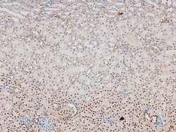 Invitrogen Phospho-MAX (Ser11) Polyclonal Antibody 100 μL; Unconjugated:Antibodies,